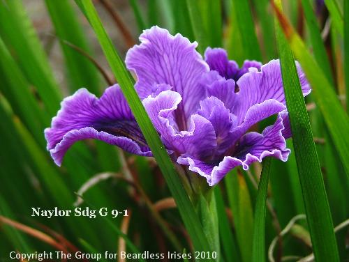 Naylor Sdg G 9-1 (1)